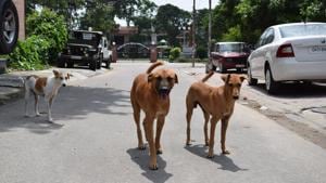 Some of the worst affected areas where the strays reign the streets are Sectors 76 to 80, Phases 3-B1, 3B2, 4,5, 9 and 10.(HT Photo) Some of the worst affected areas where the strays reign the streets are Sectors 76 to 80, Phases 3-B1, 3B2, 4,5, 9 and 10.(HT Photo)