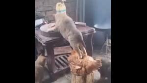 The image shows the cat and chicken.(Twitter@susantananda3) The image shows the cat and chicken.(Twitter@susantananda3)