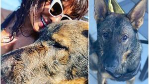 Priyanka Chopra has shared a picture with her pet Gino. Priyanka Chopra has shared a picture with her pet Gino.