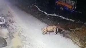 The image shows a leopard.(ANI) The image shows a leopard.(ANI)