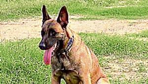Khoj, a Belgian Malinois. Khoj, a Belgian Malinois.
