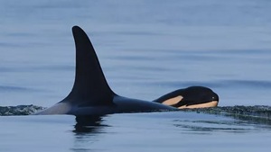 Tahlequah, known to scientists as “J35,” gave birth likely on Friday after it was spotted in the Haro Strait, northwest of Seattle.(Katie Jones, Center for Whale Research) Tahlequah, known to scientists as “J35,” gave birth likely on Friday after it was spotted in the Haro Strait, northwest of Seattle.(Katie Jones, Center for Whale Research)