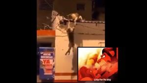 The image shows the two cats engaged in battle.(Twitter@Morgainsa) The image shows the two cats engaged in battle.(Twitter@Morgainsa)