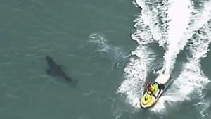 The man, aged in his 50s, was was brought to shore by fellow surfers and lifeguards at popular Greenmount Beach with leg injuries, Queensland state Ambulance Service supervisor William Houghton said.(File photo for representation) The man, aged in his 50s, was was brought to shore by fellow surfers and lifeguards at popular Greenmount Beach with leg injuries, Queensland state Ambulance Service supervisor William Houghton said.(File photo for representation)