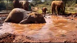 Elephant named Mukkoka enjoying a mud bath using a rather interesting technique.(Twitter/@SheldrickTrust) Elephant named Mukkoka enjoying a mud bath using a rather interesting technique.(Twitter/@SheldrickTrust)