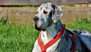 Ralph, the 4-year-old Great Dane was unharmed in the fire.(Pixabay) Ralph, the 4-year-old Great Dane was unharmed in the fire.(Pixabay)
