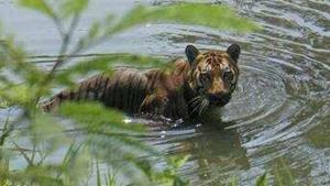 The Sunderbans in West Bengal is home to the only tiger that lives in mangrove forests.(HT FILE PHOTO.) The Sunderbans in West Bengal is home to the only tiger that lives in mangrove forests.(HT FILE PHOTO.)