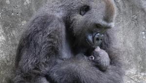 In this photo provided by the Audubon Nature Institute, Tumani, a critically endangered western lowland gorilla holds her newborn at an enclosure at the Audubon Zoo.(AP) In this photo provided by the Audubon Nature Institute, Tumani, a critically endangered western lowland gorilla holds her newborn at an enclosure at the Audubon Zoo.(AP)