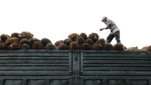 As lockdown policies restrict travel in many parts of the region, and the Malaysian government looks to cut back hiring of migrant workers, palm growers are left with little choice.(Reuters file photo) As lockdown policies restrict travel in many parts of the region, and the Malaysian government looks to cut back hiring of migrant workers, palm growers are left with little choice.(Reuters file photo)