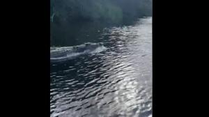 The crocodile swimming next to the boat.(Facebook/@Back2BasicsAdventures) The crocodile swimming next to the boat.(Facebook/@Back2BasicsAdventures)