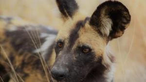 Close-knit nomadic packs of 20 to 30 African wild dogs, native to southern and eastern Africa, hunt prey including antelopes such as impalas, gazelles and kudus using complex coordinated strategies.(Unsplash) Close-knit nomadic packs of 20 to 30 African wild dogs, native to southern and eastern Africa, hunt prey including antelopes such as impalas, gazelles and kudus using complex coordinated strategies.(Unsplash)