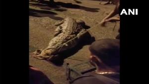 The image shows the rescued crocodile.(Twitter/ANI) The image shows the rescued crocodile.(Twitter/ANI)