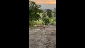 The video was rightfully shared on the subreddit ‘aww’.(Reddit /kdearceo) The video was rightfully shared on the subreddit ‘aww’.(Reddit /kdearceo)