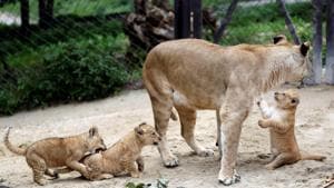 Newly born Barbary lion cubs stand near their mother Khalila.(REUTERS)