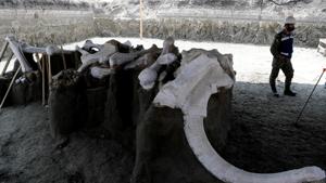 The image shows mammoth bones at a site where more than 100 mammoth skeletons have been identified, along with a mix of other ice age mammals.(REUTERS) The image shows mammoth bones at a site where more than 100 mammoth skeletons have been identified, along with a mix of other ice age mammals.(REUTERS)