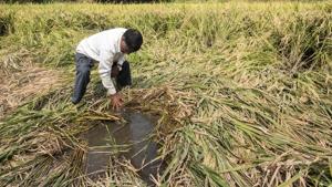A farmer inspects the damaged rice crop due to excess rains.(Satyabrata Tripathy/HT Photo) A farmer inspects the damaged rice crop due to excess rains.(Satyabrata Tripathy/HT Photo)