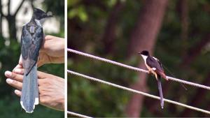 Pied cuckoo, Megh, fitted with a satellite tag before the bird went off the radar.(PHOTOS: ABDUS SHAKUR) Pied cuckoo, Megh, fitted with a satellite tag before the bird went off the radar.(PHOTOS: ABDUS SHAKUR)