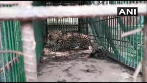 The leopard is set to be released into the jungle.(Twitter/ANI) The leopard is set to be released into the jungle.(Twitter/ANI)