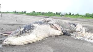 The decomposed whale carcass at Theronda in Alibag that was washed ashore on Sunday.(Sourced Photo) The decomposed whale carcass at Theronda in Alibag that was washed ashore on Sunday.(Sourced Photo)
