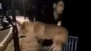 The man right before he threw the dog into the lake. (Videograb) The man right before he threw the dog into the lake. (Videograb)