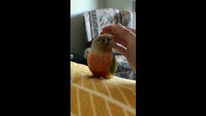 An image of the bird from the video.(Twitter/@backt0nature) An image of the bird from the video.(Twitter/@backt0nature)