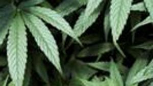 A cannabis plant.(REUTERS/For representation only) A cannabis plant.(REUTERS/For representation only)