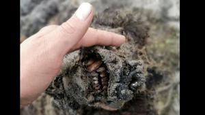 A head of an Ice Age cave bear found on Bolshoy Lyakhovsky Island, or Great Lyakhovsky, the largest of the Lyakhovsky Islands belonging to the New Siberian Islands archipelago between the Laptev Sea and the East Siberian Sea in northern Russia.(AP) A head of an Ice Age cave bear found on Bolshoy Lyakhovsky Island, or Great Lyakhovsky, the largest of the Lyakhovsky Islands belonging to the New Siberian Islands archipelago between the Laptev Sea and the East Siberian Sea in northern Russia.(AP)