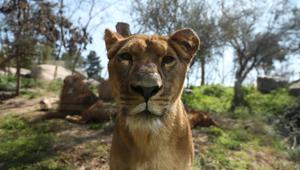 A lion is seen through a glass at the 'Buin Zoo' which is looking for sponsors to funds for food, maintenance and veterinary controls for its animals due the lockdown, during the Covid-19 outbreak.(REUTERS) A lion is seen through a glass at the 'Buin Zoo' which is looking for sponsors to funds for food, maintenance and veterinary controls for its animals due the lockdown, during the Covid-19 outbreak.(REUTERS)