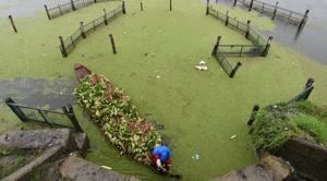 File photo: A woman docks a shikara boat loaded with lotus plants in the Dal Lake while it rains in Srinagar, Jammu and Kashmir.(Waseem Andrabi/ Hindustan Times) File photo: A woman docks a shikara boat loaded with lotus plants in the Dal Lake while it rains in Srinagar, Jammu and Kashmir.(Waseem Andrabi/ Hindustan Times)