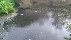 Hundreds of dead fish were floating in and along the edges of the creek on Tuesday.(SEAP) Hundreds of dead fish were floating in and along the edges of the creek on Tuesday.(SEAP)