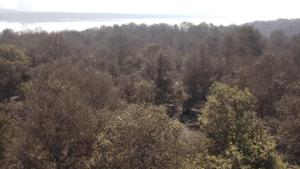 Mumbai’s died up mangrove forests.(SEAP)