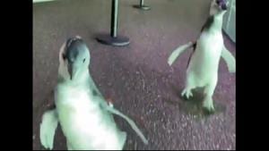 The image shows two penguin chicks.(Twitter@shedd_aquarium) The image shows two penguin chicks.(Twitter@shedd_aquarium)