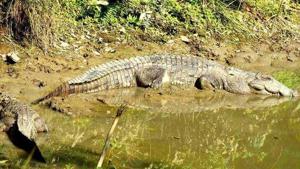 The animal is now under medical observation (representational image).(HT file photo) The animal is now under medical observation (representational image).(HT file photo)
