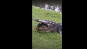 A screengrab from the video shows the turtle inside the alligator’s mouth.(YouTube/HomeShark) A screengrab from the video shows the turtle inside the alligator’s mouth.(YouTube/HomeShark)