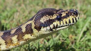 The python was released into its natural habitat (representational image).(Unsplash) The python was released into its natural habitat (representational image).(Unsplash)