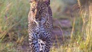 The forest officials maintain that a leopard cannot be considered to have turned dangerous until it attacks humans.(Getty Images/Representative)