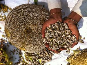 Seeds of the rare Assam giant sunflower are among those being preserved by Annadana Soil and Seed Savers. Seeds of the rare Assam giant sunflower are among those being preserved by Annadana Soil and Seed Savers.
