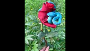 The snake wrapped around the rose.(Twitter/@planetpng) The snake wrapped around the rose.(Twitter/@planetpng)