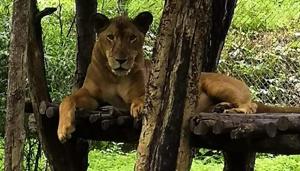 The department will send a proposal to the Telangana forest department next week requesting the authorities concerned for two pairs of lions to be sent to SGNP from Nehru Zoological Park in Hyderabad.(SGNP) The department will send a proposal to the Telangana forest department next week requesting the authorities concerned for two pairs of lions to be sent to SGNP from Nehru Zoological Park in Hyderabad.(SGNP)