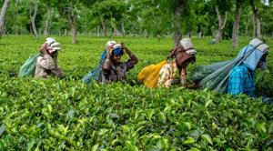 The lockdown had impacted the first flush, which occurs between March and April annually and accounts for the best quality of tea leaves for the rest of the year.(Representational Image) The lockdown had impacted the first flush, which occurs between March and April annually and accounts for the best quality of tea leaves for the rest of the year.(Representational Image)