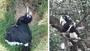 The electrocuted hornbill at PGIMER and (on right) a pair on a tree in Sector 4, Chandigarh.(PHOTOS: UPENDRA GOSWAMI & NEELAM MANSINGH CHOWDHRY) The electrocuted hornbill at PGIMER and (on right) a pair on a tree in Sector 4, Chandigarh.(PHOTOS: UPENDRA GOSWAMI & NEELAM MANSINGH CHOWDHRY)