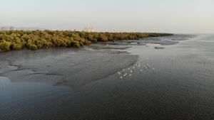 According to a satellite study of Mumbai’s mangroves, the deposition of sediments narrowed creek channels and allowed mangroves to spread along its edges and expanded green cover overtime.(Image credit: Mangrove Cell)