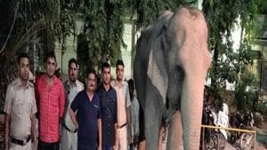 Delhi’s last elephant, Lakshmi, who hogged the headlines when she went missing last year, completed a year in her new home.(ANI)