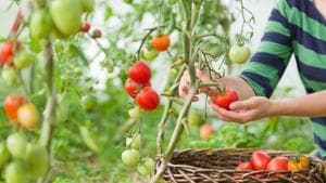 This could be the right time to start a positive engagement with nature -- by taking care of plants and starting a kitchen garden.(Shutterstock) This could be the right time to start a positive engagement with nature -- by taking care of plants and starting a kitchen garden.(Shutterstock)