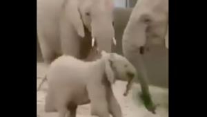 The image shows a baby elephant playing.(Twitter/@susantananda3) The image shows a baby elephant playing.(Twitter/@susantananda3)