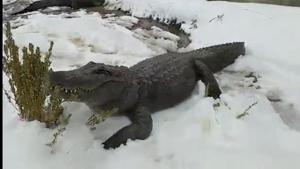 The image shows an alligator.(Facebook/@Colorado Gator Farm) The image shows an alligator.(Facebook/@Colorado Gator Farm)