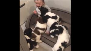 The clip shows a toddler along with five puppies.(Twitter/@RexChapman) The clip shows a toddler along with five puppies.(Twitter/@RexChapman)