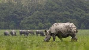 The Wildlife Protection Act was last amended in 2003.(AP) The Wildlife Protection Act was last amended in 2003.(AP)