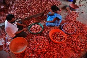 The Centre has banned the export of onions of all varieties.(Praful Gangurde)