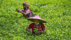According to tea producers, the hike in tea prices is mainly due to the drop in production for nearly a month (from March end to early May) during the Covid -19-induced national lockdown apart from extended rainfall this year.(PTI) According to tea producers, the hike in tea prices is mainly due to the drop in production for nearly a month (from March end to early May) during the Covid -19-induced national lockdown apart from extended rainfall this year.(PTI)